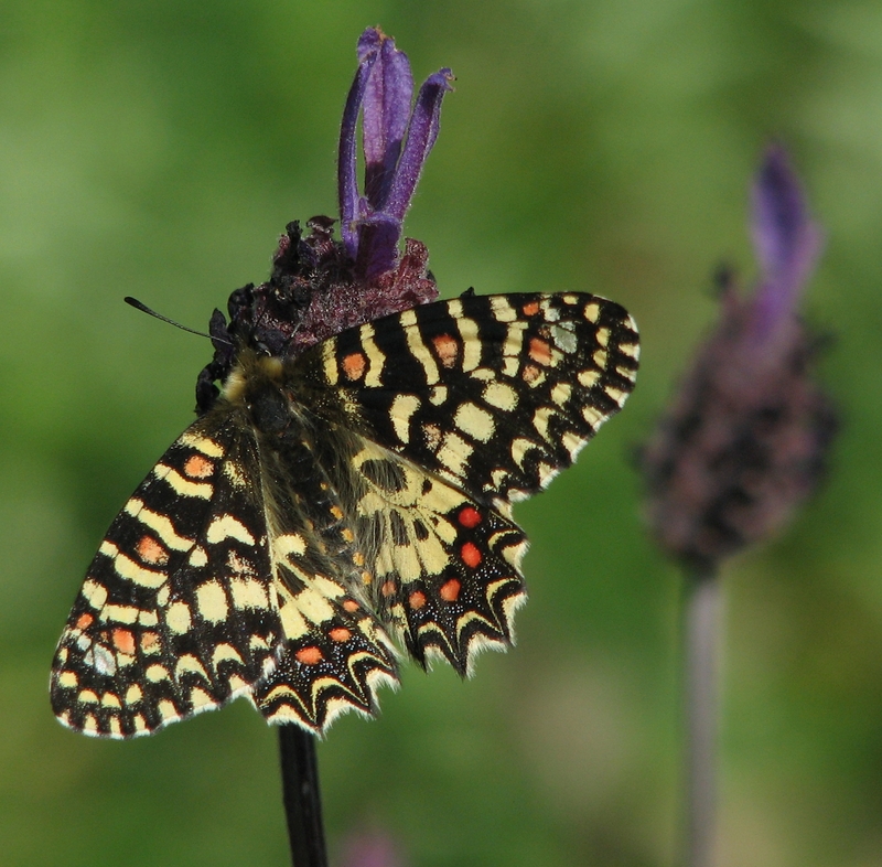Spanish festoon (Zerynthia rumina); DISPLAY FULL IMAGE.