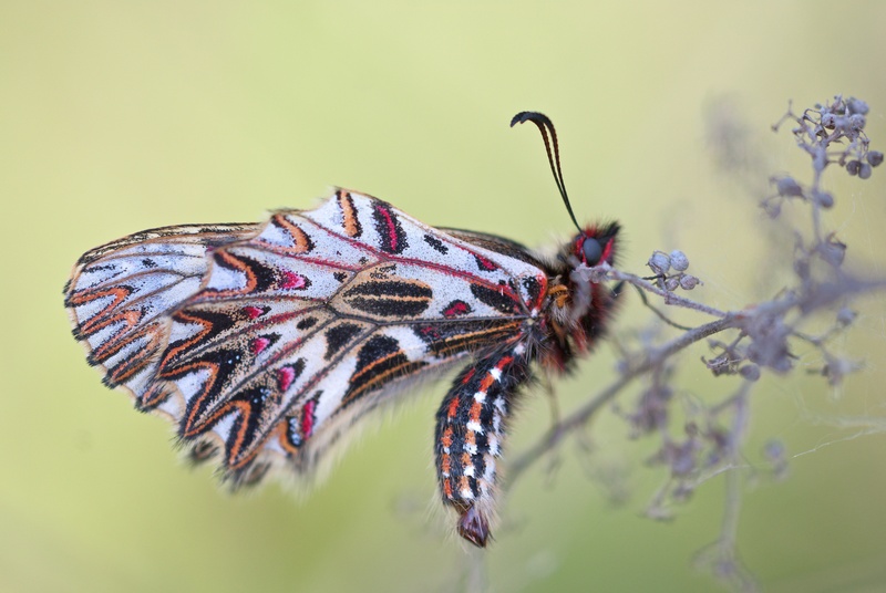 southern festoon (Zerynthia polyxena); DISPLAY FULL IMAGE.