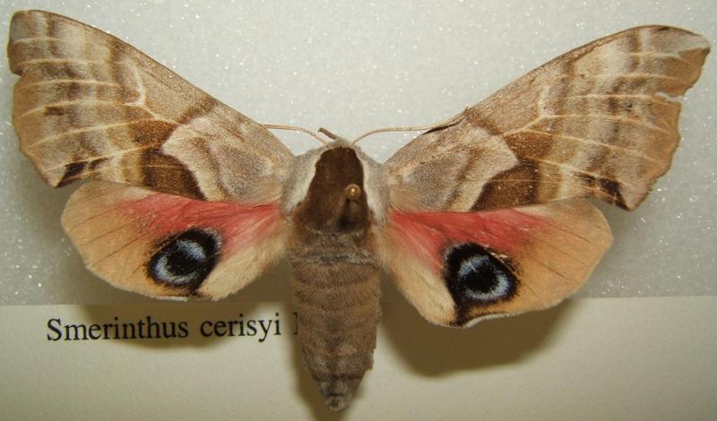 Smerinthus cerisyi (one-eyed sphinx, Cerisy's sphinx); DISPLAY FULL IMAGE.