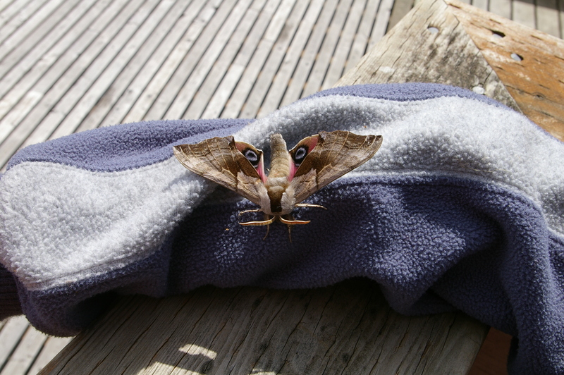 Smerinthus cerisyi (one-eyed sphinx, Cerisy's sphinx); DISPLAY FULL IMAGE.