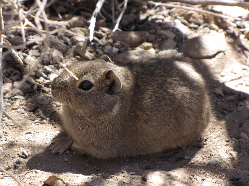 southern mountain cavy (Microcavia australis); DISPLAY FULL IMAGE.