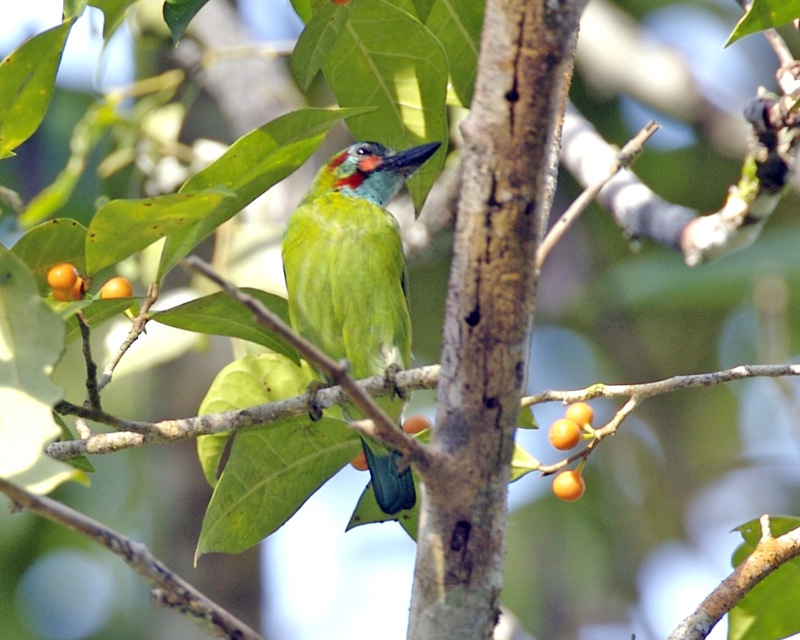 blue-eared barbet (Psilopogon duvaucelii); DISPLAY FULL IMAGE.