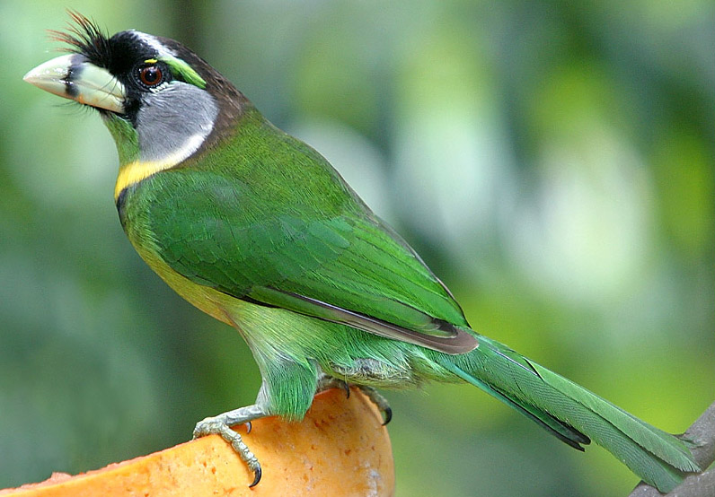 fire-tufted barbet (Psilopogon pyrolophus); DISPLAY FULL IMAGE.