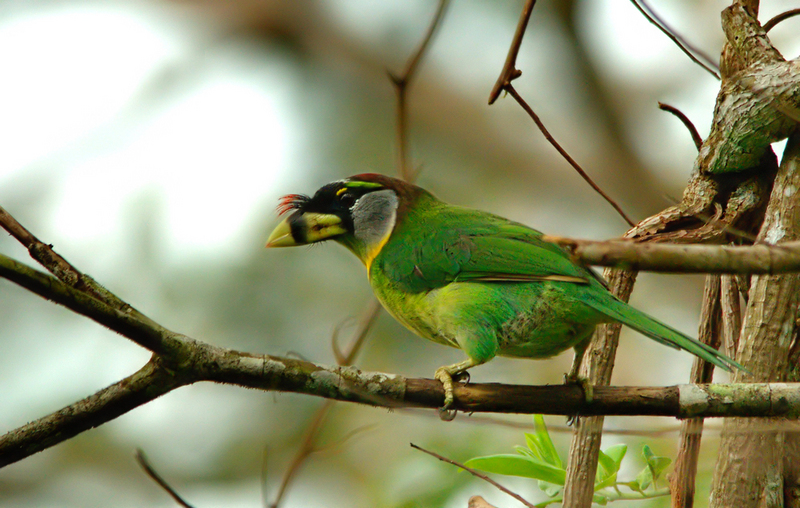 fire-tufted barbet (Psilopogon pyrolophus); DISPLAY FULL IMAGE.