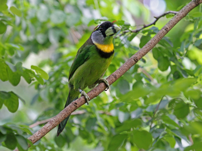 fire-tufted barbet (Psilopogon pyrolophus); DISPLAY FULL IMAGE.