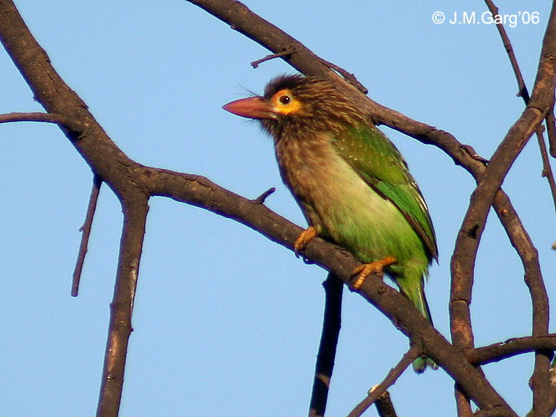 brown-headed barbet, large green barbet (Psilopogon zeylanicus); DISPLAY FULL IMAGE.