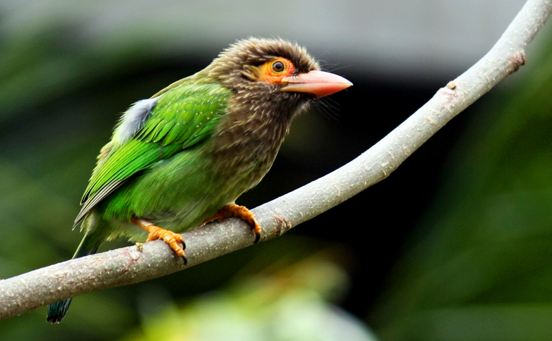 brown-headed barbet, large green barbet (Psilopogon zeylanicus); DISPLAY FULL IMAGE.