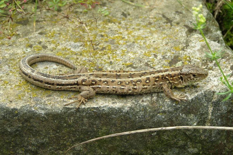 sand lizard (Lacerta agilis) female; DISPLAY FULL IMAGE.