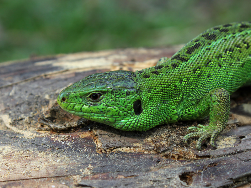 sand lizard (Lacerta agilis) male; DISPLAY FULL IMAGE.