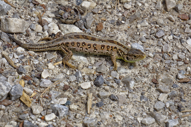 sand lizard, sandlizard (Lacerta agilis) male; DISPLAY FULL IMAGE.