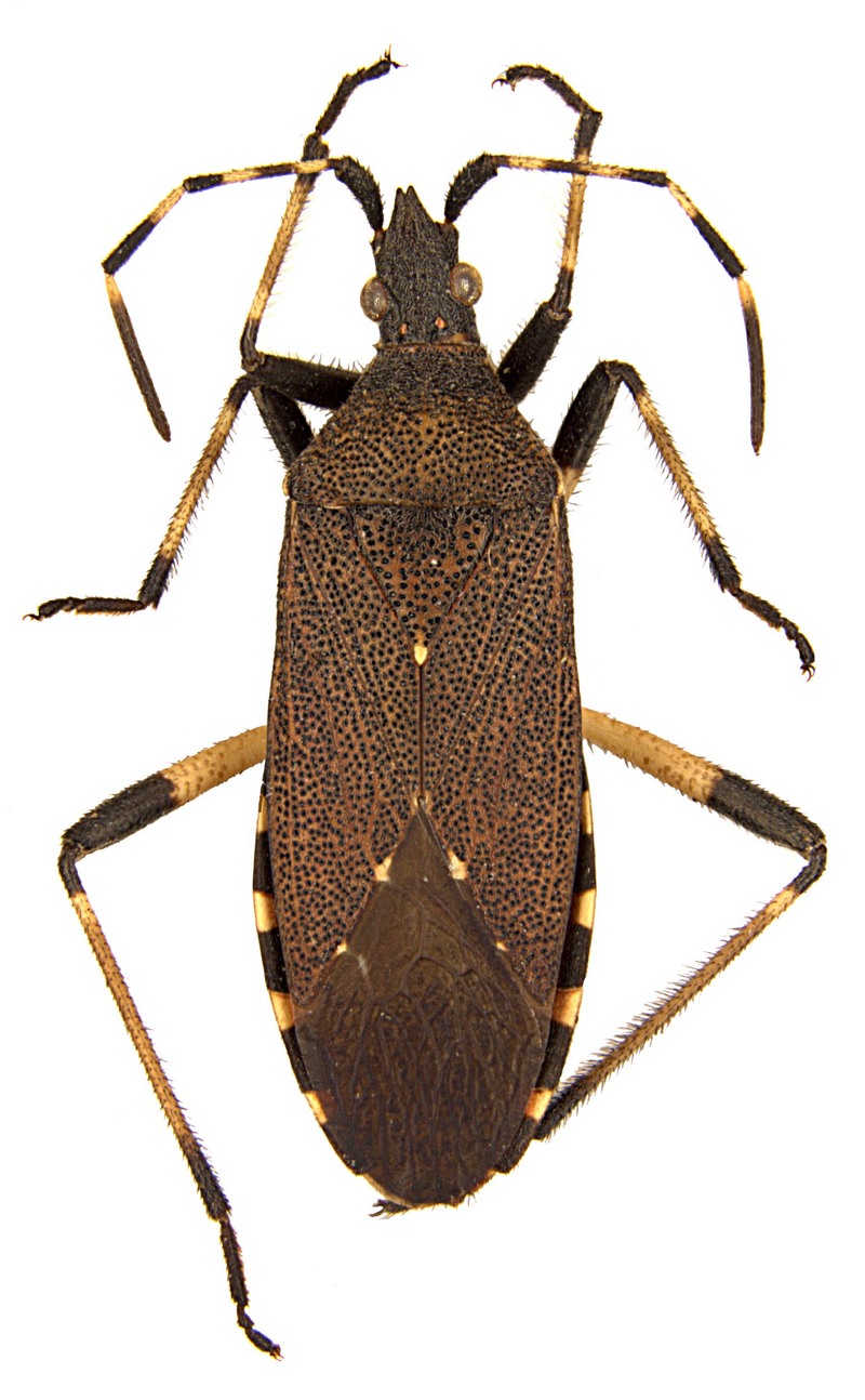 Dicranocephalus agilis; DISPLAY FULL IMAGE.