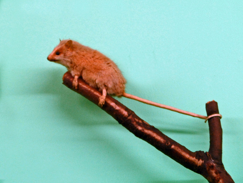Brazilian gracile opossum (Gracilinanus microtarsus); DISPLAY FULL IMAGE.