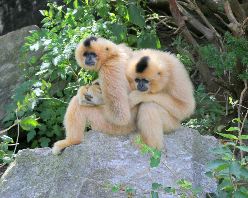 yellow-cheeked gibbon (Nomascus gabriellae); DISPLAY FULL IMAGE.