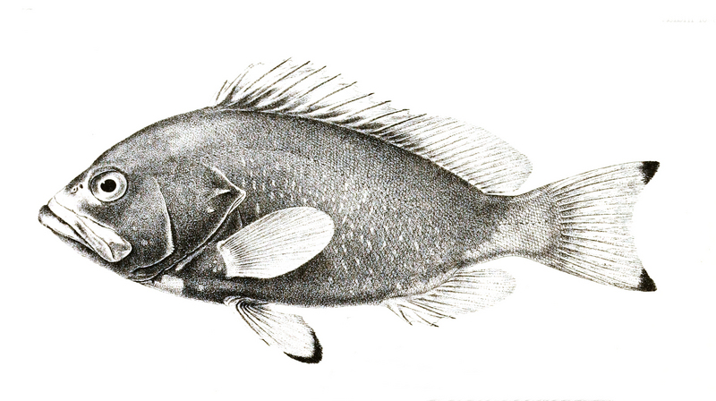 Epinephelus flavocaeruleus, blue-and-yellow grouper; DISPLAY FULL IMAGE.