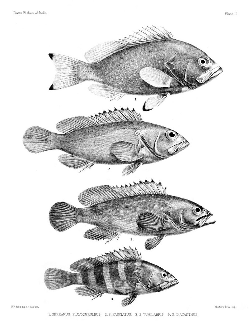 Epinephelus flavocaeruleus, Epinephelus fasciatus, Epinephelus ongus), Epinephelus diacanthus; DISPLAY FULL IMAGE.