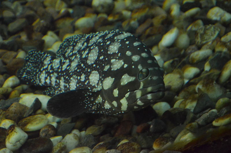 Epinephelus summana, Summan grouper; DISPLAY FULL IMAGE.