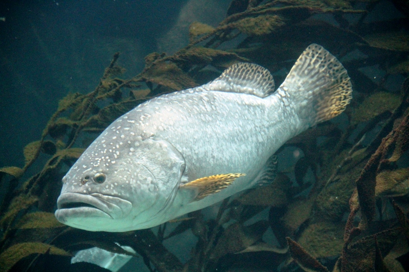 Epinephelus lanceolatus, Giant grouper; DISPLAY FULL IMAGE.