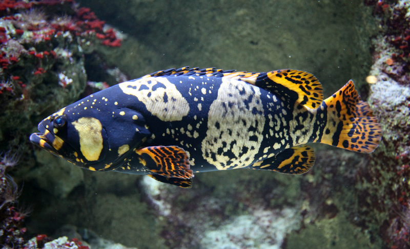 Epinephelus lanceolatus, Giant grouper; DISPLAY FULL IMAGE.