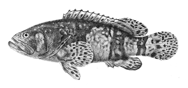 Epinephelus lanceolatus, Giant grouper; DISPLAY FULL IMAGE.
