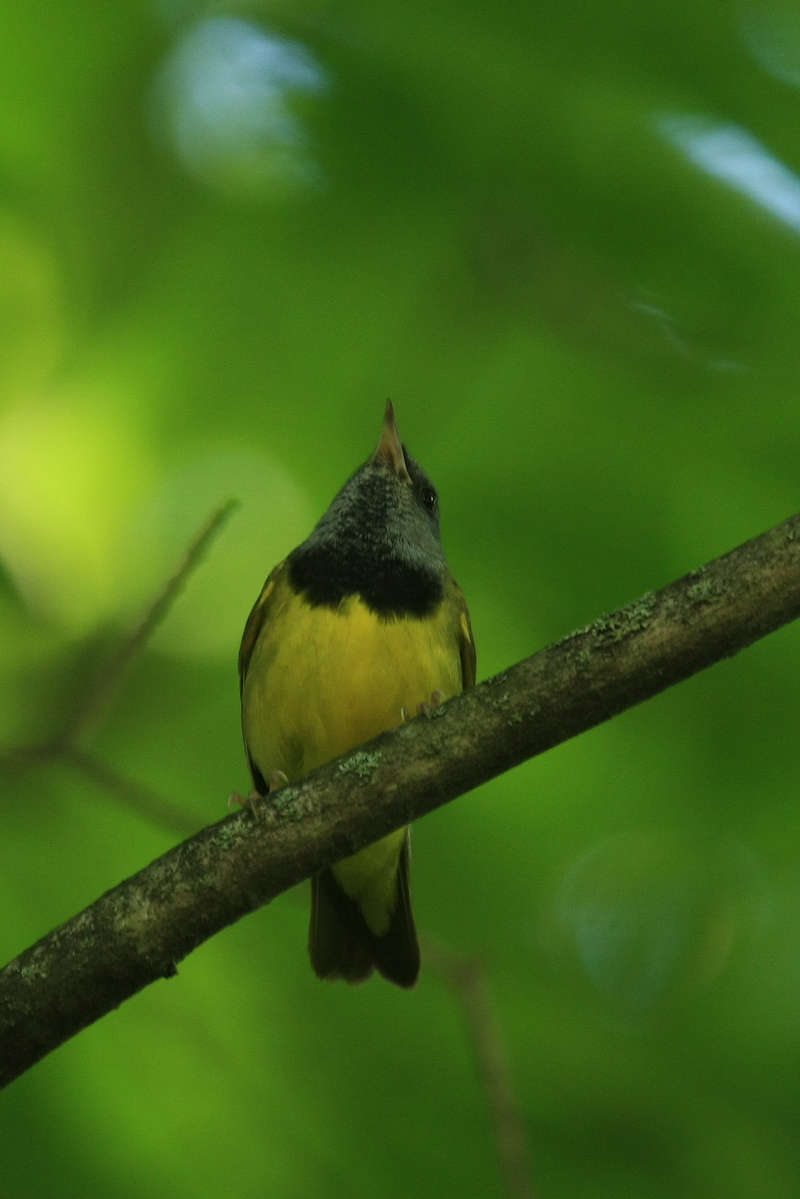 mourning warbler (Geothlypis philadelphia); DISPLAY FULL IMAGE.