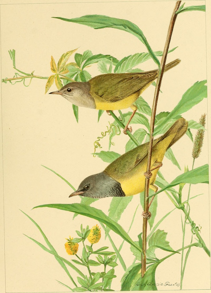 mourning warbler (Geothlypis philadelphia); DISPLAY FULL IMAGE.