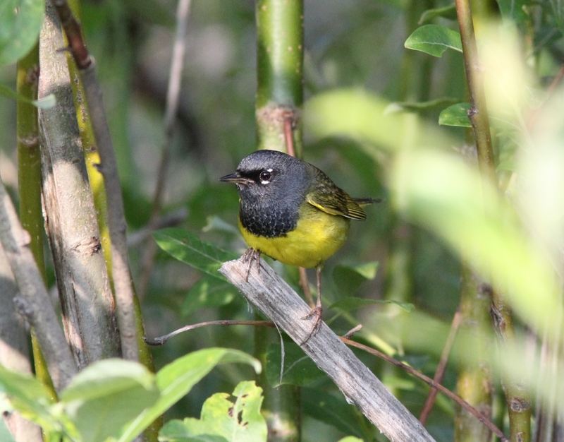 MacGillivray's warbler (Geothlypis tolmiei); DISPLAY FULL IMAGE.