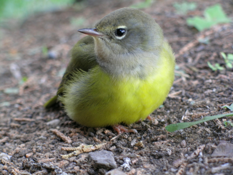 MacGillivray's warbler (Geothlypis tolmiei); DISPLAY FULL IMAGE.