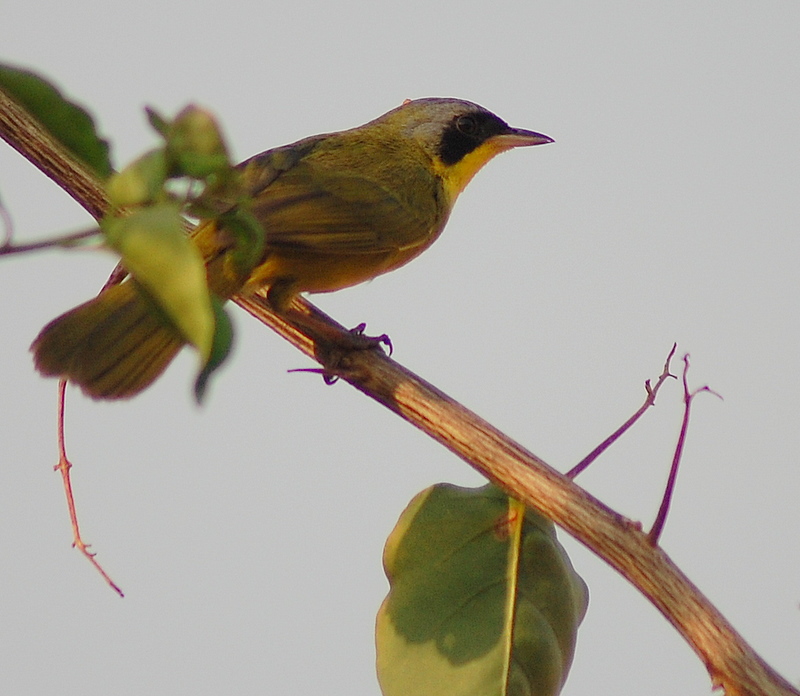 masked yellowthroat (Geothlypis aequinoctialis); DISPLAY FULL IMAGE.