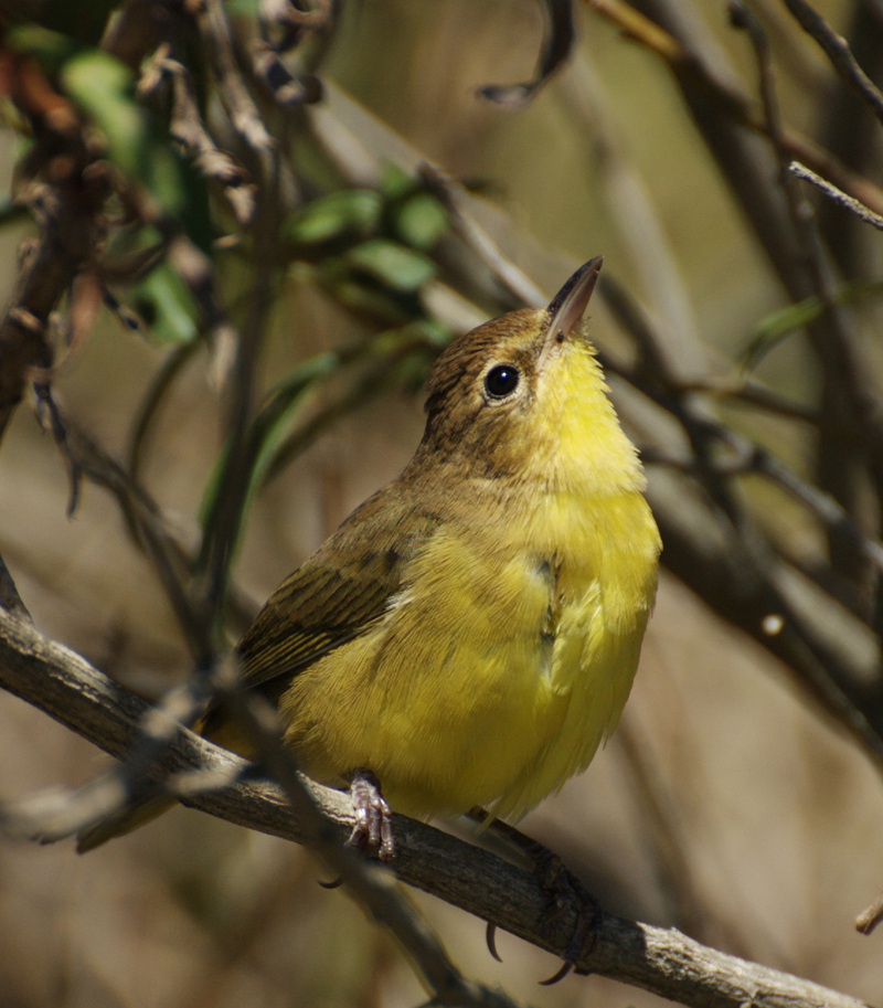 masked yellowthroat (Geothlypis aequinoctialis); DISPLAY FULL IMAGE.