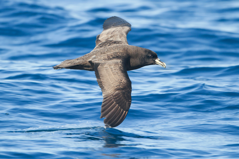 white-chinned petrel, Cape hen (Procellaria aequinoctialis); DISPLAY FULL IMAGE.