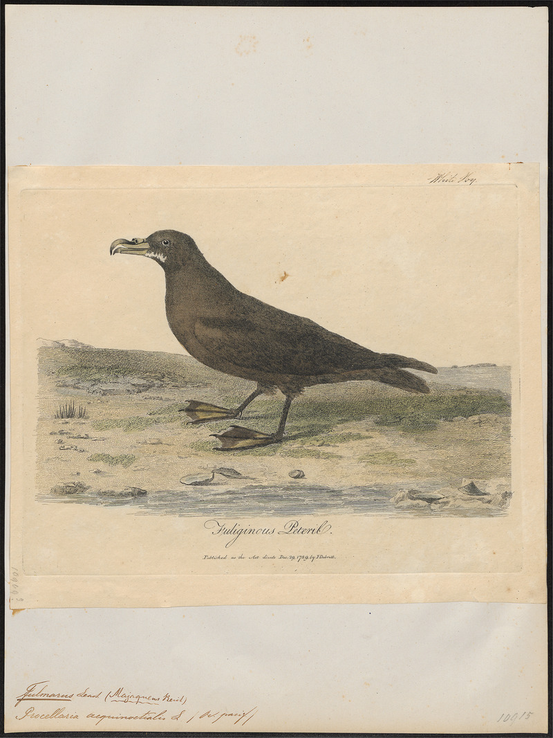 white-chinned petrel, Cape hen (Procellaria aequinoctialis); DISPLAY FULL IMAGE.