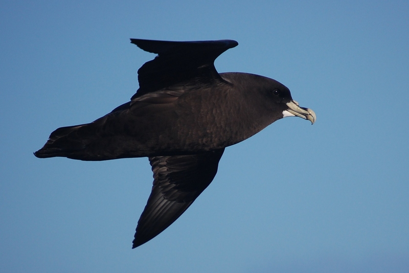 white-chinned petrel, Cape hen (Procellaria aequinoctialis); DISPLAY FULL IMAGE.