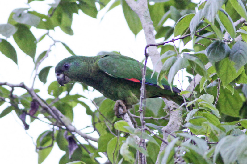 black-billed amazon (Amazona agilis); DISPLAY FULL IMAGE.