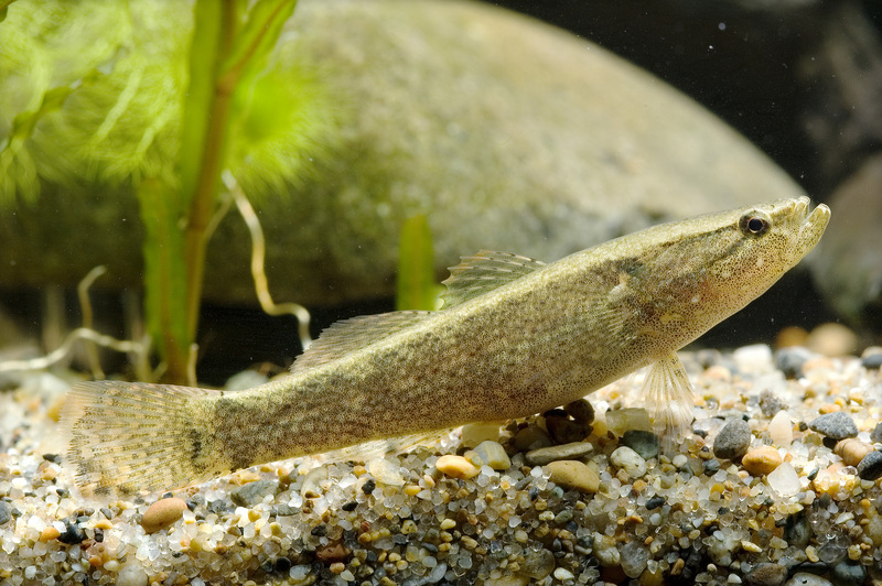 Eleotris oxycephala; DISPLAY FULL IMAGE.