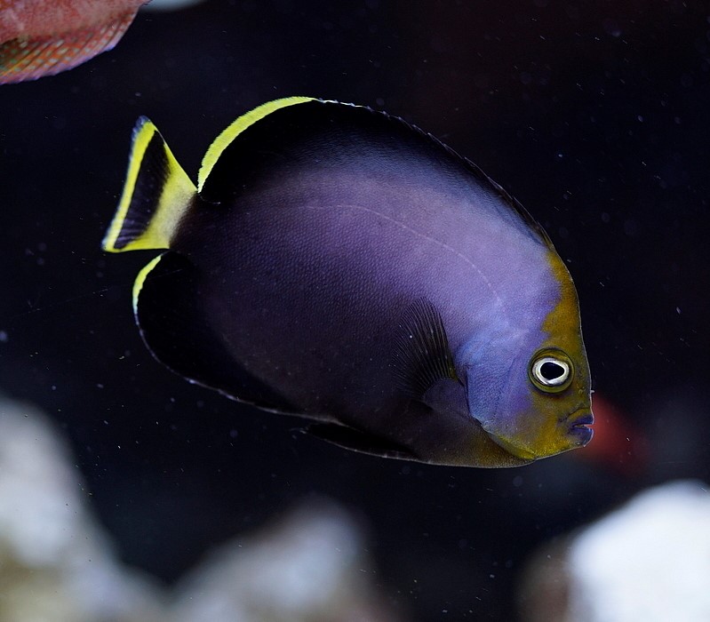Chaetodontoplus melanosoma, Black-velvet angelfish; DISPLAY FULL IMAGE.