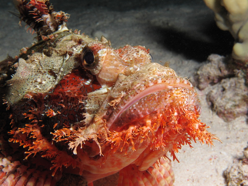 tasseled scorpionfish (Scorpaenopsis oxycephala); DISPLAY FULL IMAGE.