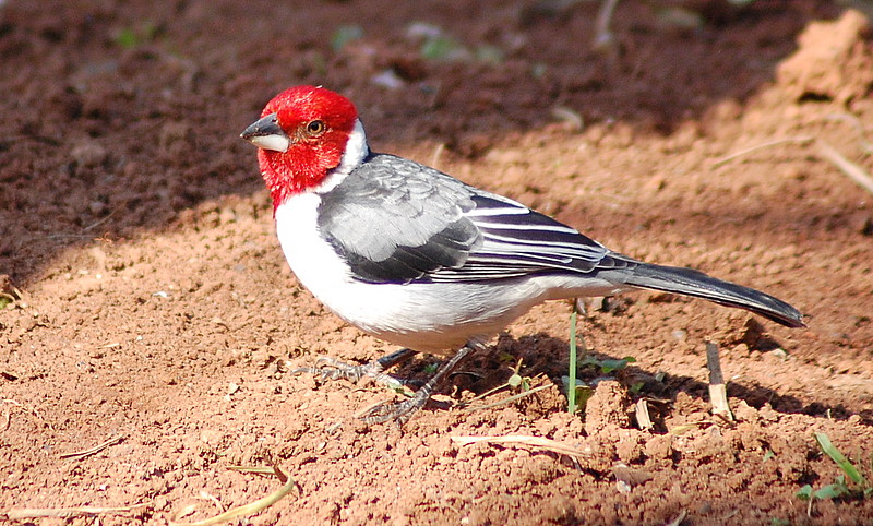 red-cowled cardinal (Paroaria dominicana); DISPLAY FULL IMAGE.