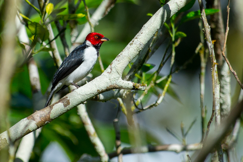 red-capped cardinal (Paroaria gularis); DISPLAY FULL IMAGE.