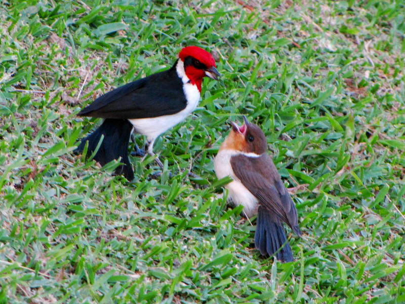 masked cardinal (Paroaria nigrogenis); DISPLAY FULL IMAGE.