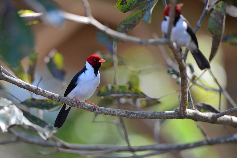 yellow-billed cardinal (Paroaria capitata); DISPLAY FULL IMAGE.