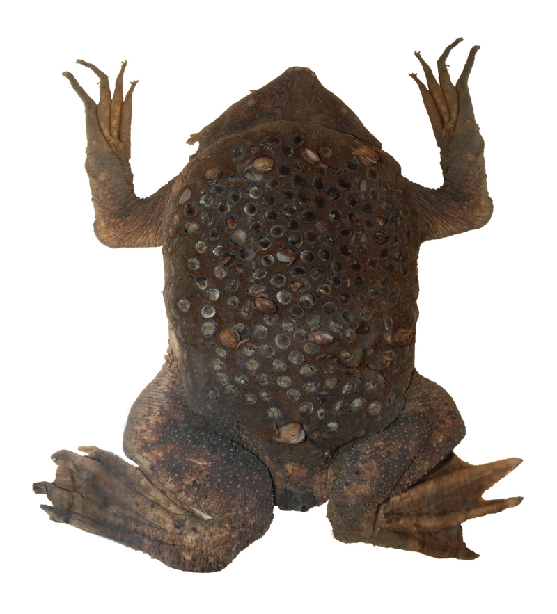 common Suriname toad, star-fingered toad (Pipa pipa); DISPLAY FULL IMAGE.