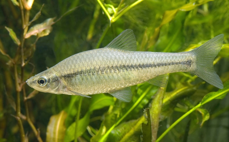 Pseudorasbora parva, Stone moroko; DISPLAY FULL IMAGE.