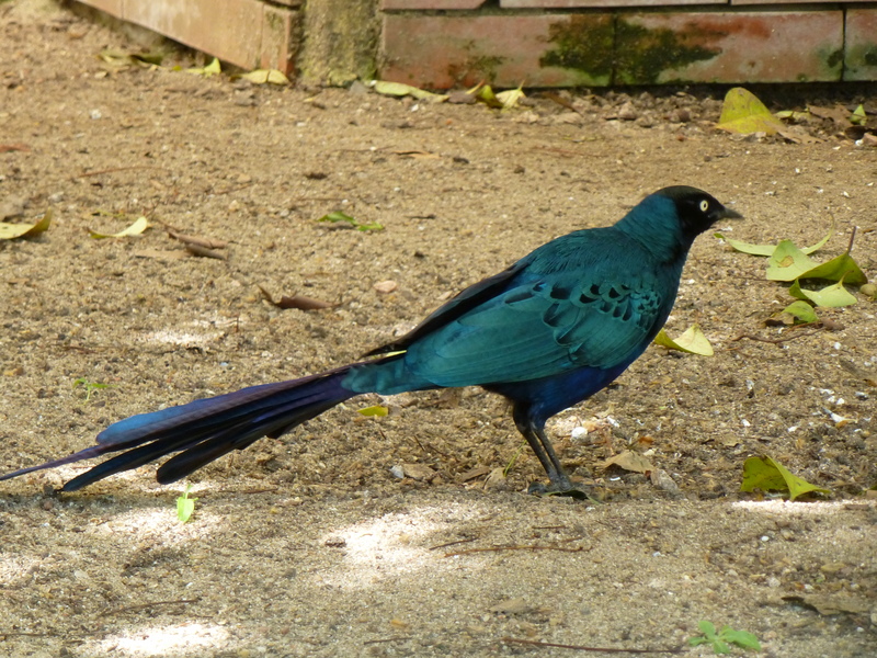 long-tailed glossy starling (Lamprotornis caudatus); DISPLAY FULL IMAGE.