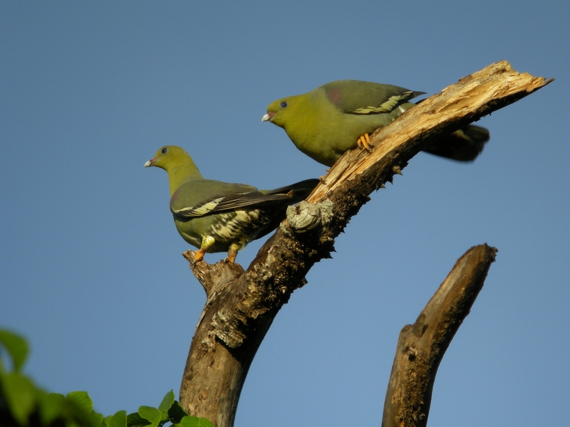 Madagascan green pigeon (Treron australis); DISPLAY FULL IMAGE.