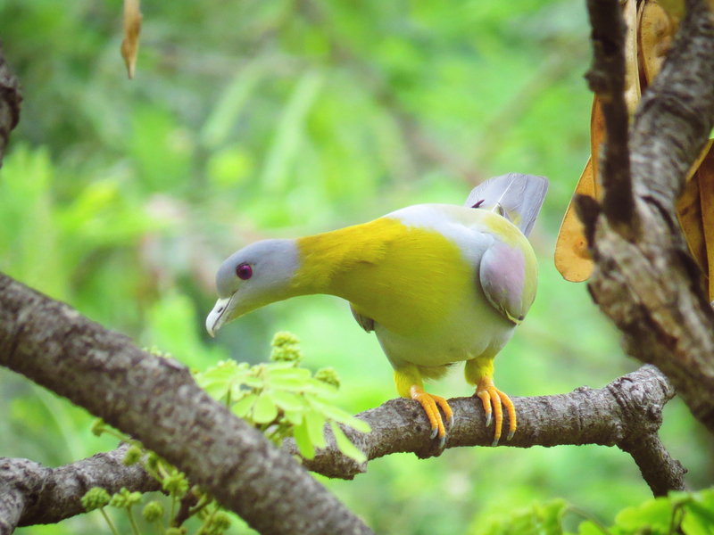 yellow-footed green pigeon (Treron phoenicoptera); DISPLAY FULL IMAGE.