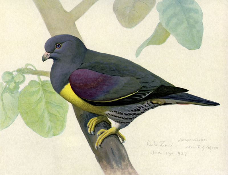 Bruce's green pigeon (Treron waalia); DISPLAY FULL IMAGE.