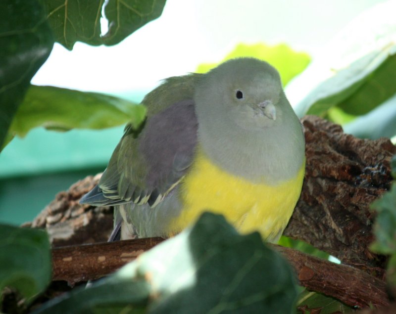 Bruce's green pigeon (Treron waalia); DISPLAY FULL IMAGE.
