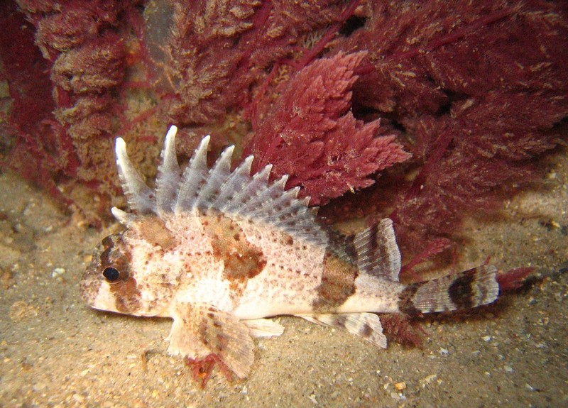 Centropogon australis, Fortescue; DISPLAY FULL IMAGE.