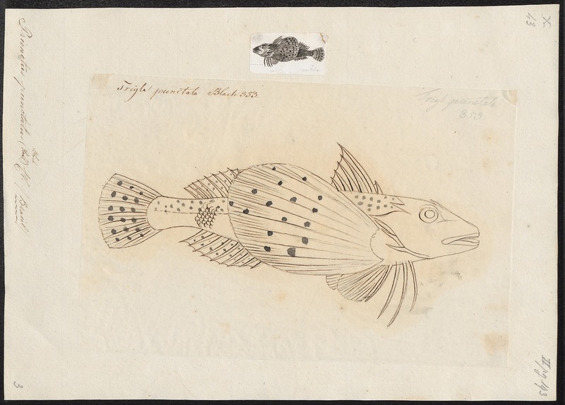 Centropogon australis, Fortescue; DISPLAY FULL IMAGE.
