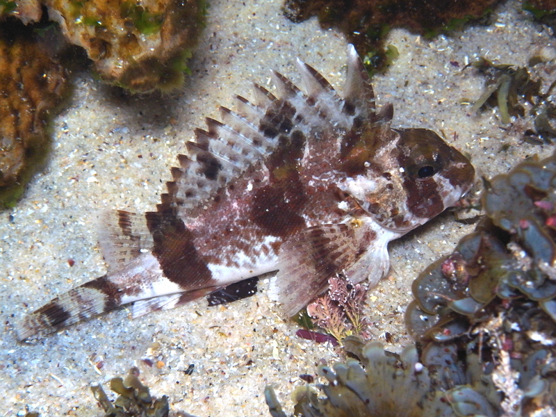 Centropogon australis, Fortescue; DISPLAY FULL IMAGE.